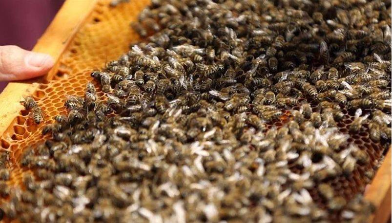 Arıları ne kadar tanıyorsunuz? Arılar hakkında ilginç bilgiler 21